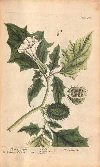 Thorn-apple. Stramonium.