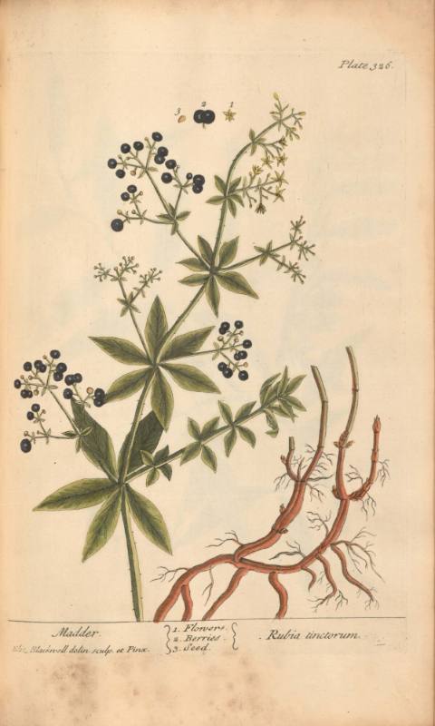 Madder. Rubia tinctorum.
