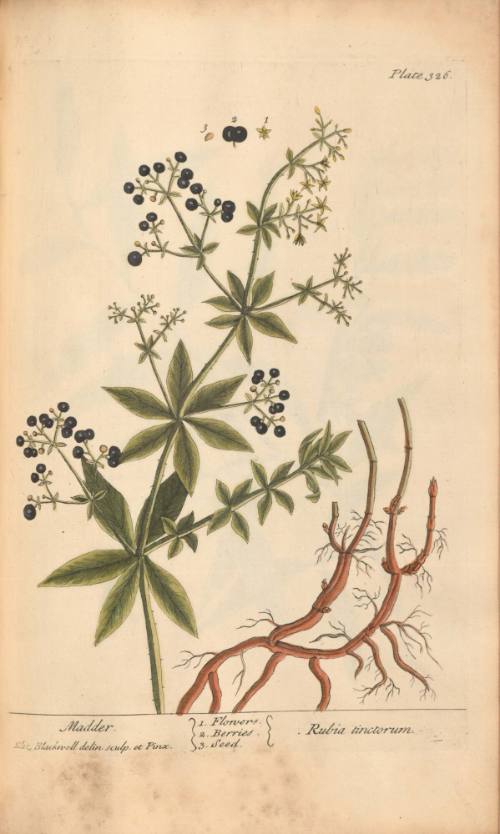 Madder. Rubia tinctorum.