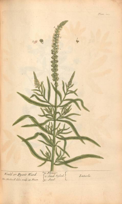Would or Dyer's Weed. Luteola.
