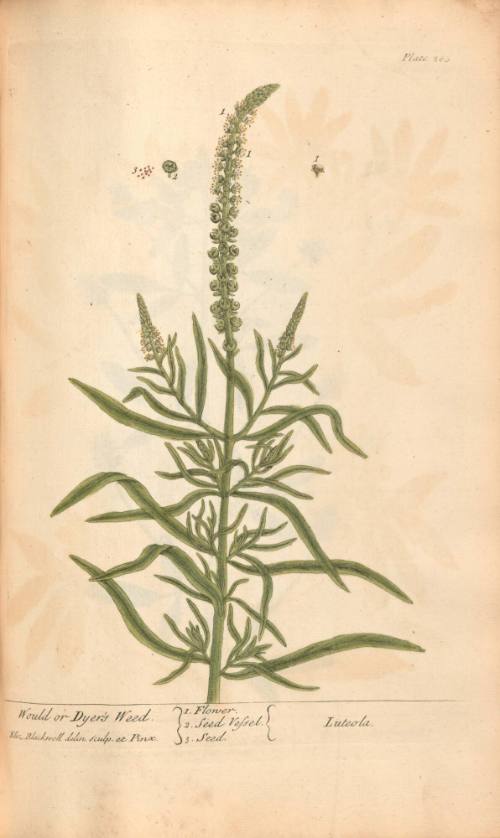 Would or Dyer's Weed. Luteola.