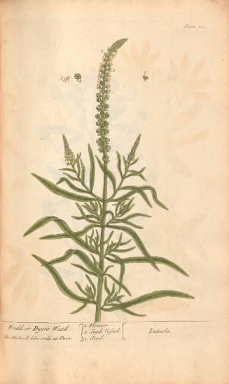Would or Dyer's Weed. Luteola.