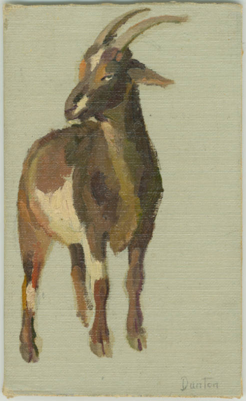 Nanny Goat