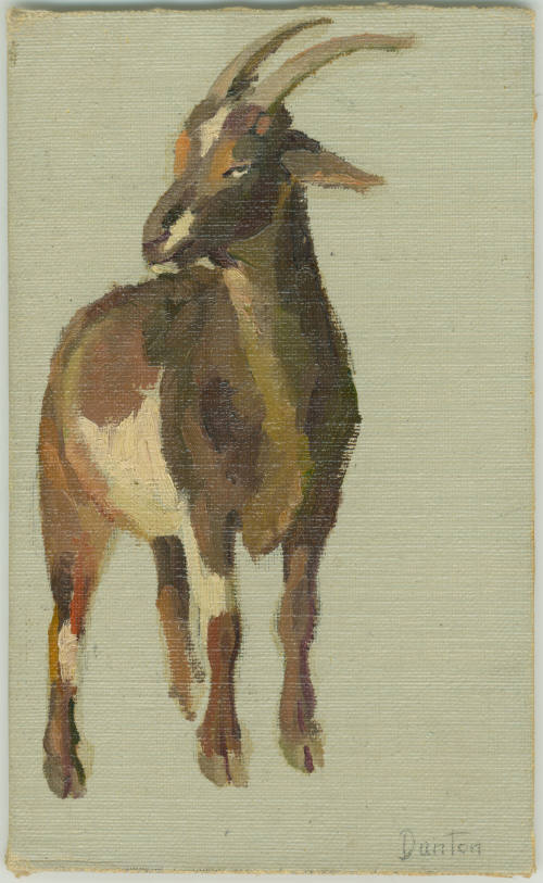 Nanny Goat