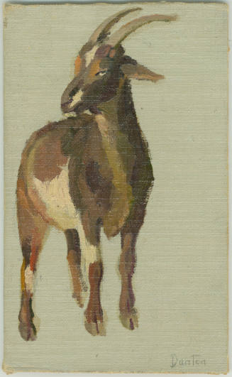Nanny Goat