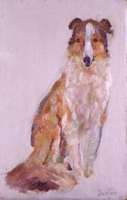 Collie Dog