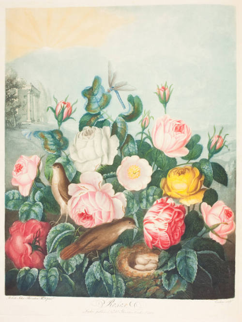 Roses
